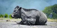 পাগল পশু দ্বারা কোরবানি: ইসলাম কী বলে?